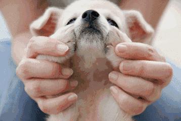 马鞍山城市禁止养这30类犬,马鞍山文明养犬规定