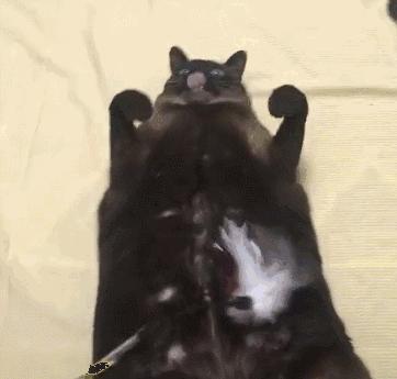 暹罗怎么不变白,暹罗变黑变不回来怎么办