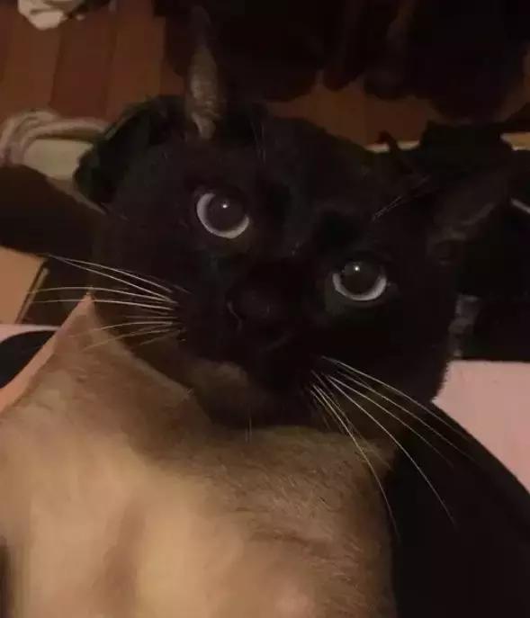 暹罗怎么不变白,暹罗变黑变不回来怎么办