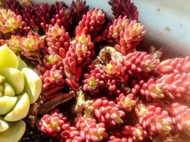 极强的适应能力,超强的适应力