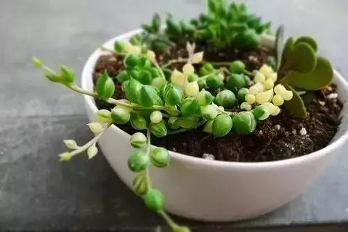 有极强的适应能力,超强适应能力