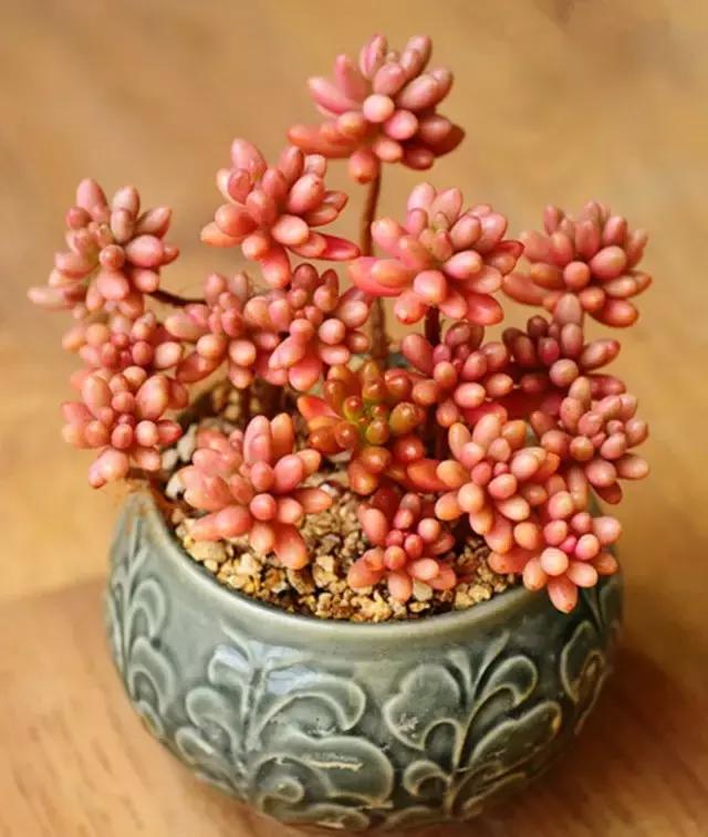 有极强的适应能力,超强适应能力