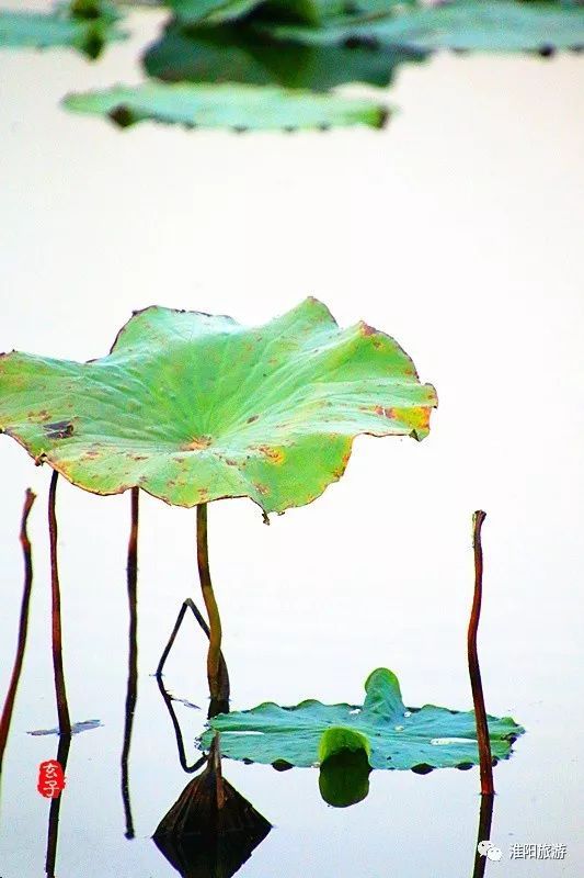 淮阳龙湖荷花盛景照片及描写,淮阳龙湖荷塘