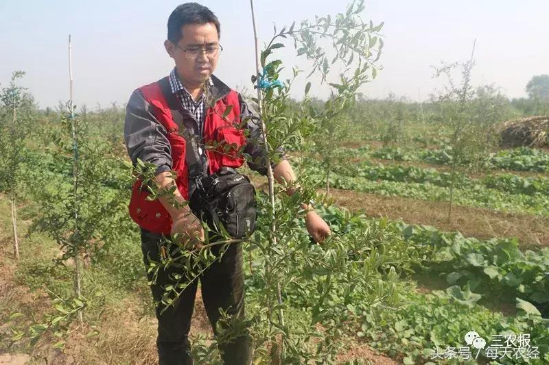 软籽石榴树苗春季修剪,软籽石榴树的栽培修剪