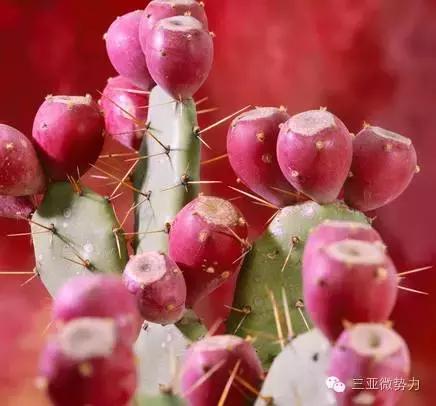 海南人最喜欢吃的食物,海南人吃最多的是什么