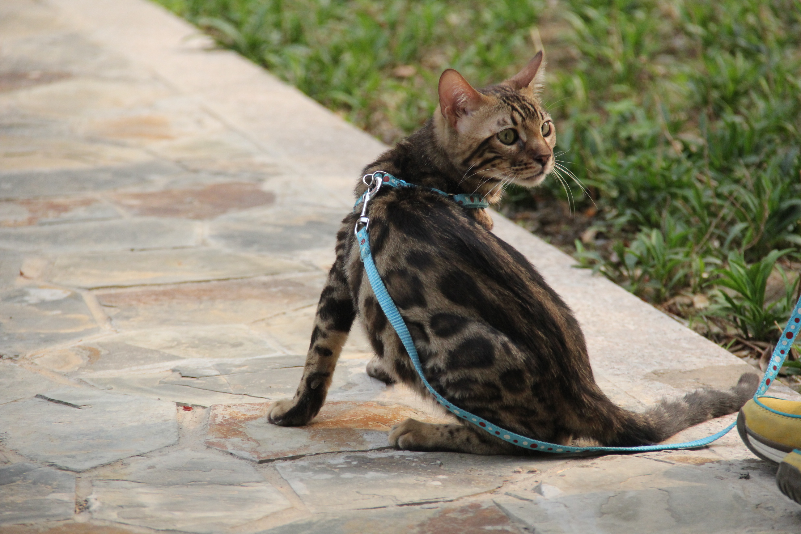 别总说你家猫不亲人，你敢晒晒怎么养猫的吗？