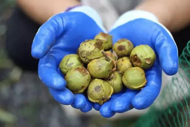 手剥山核桃制作过程,自制山核桃步骤