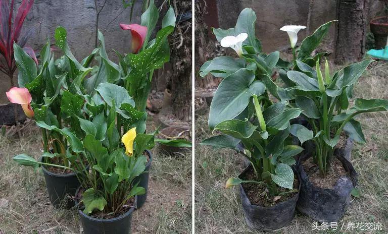 马蹄莲应该用什么样的花盆里养,盆栽马蹄莲怎么养才能开花多