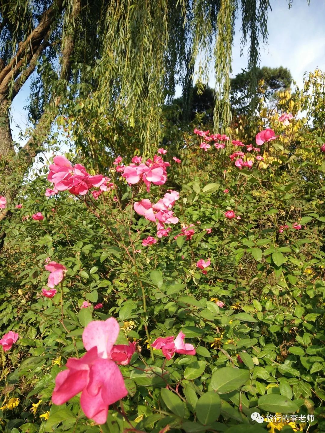 大连英歌石植物园和三寰牧场,美出天际的大连英歌石植物园