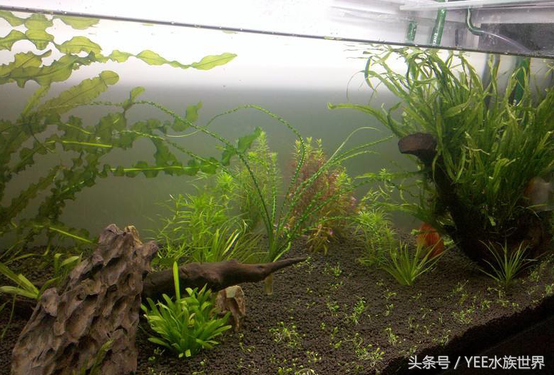 水草泥开缸水浑要等多久,鱼缸放水草泥水浑了怎么办