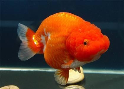 兰寿金鱼光线要求,兰寿泰狮鎏金三种金鱼能混养吗