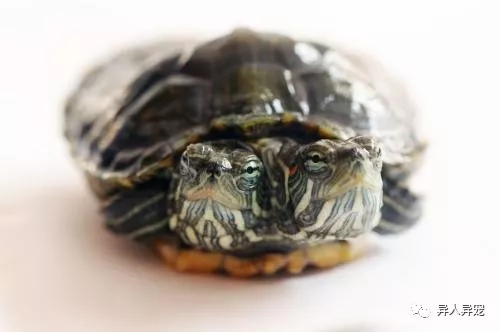 龟市行情回顾,龟市低迷却是新人入手的最好时机