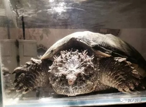 龟市行情回顾,龟市低迷却是新人入手的最好时机