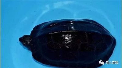 龟市行情回顾,龟市低迷却是新人入手的最好时机