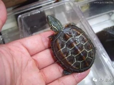 龟市行情回顾,龟市低迷却是新人入手的最好时机