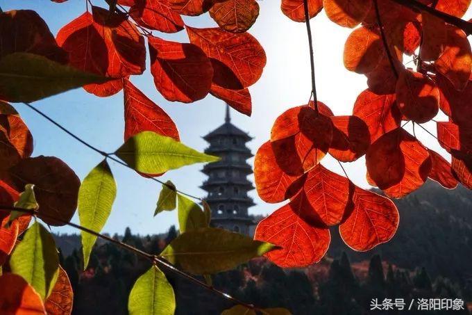 洛阳机场客流,2019年洛阳机场客流