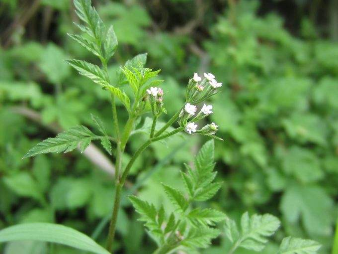 小时候都见过玩过的植物，但90%的人还不知道它们的名称