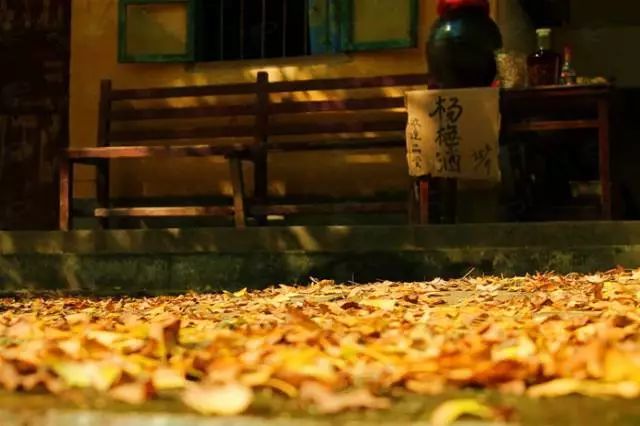 秋在广东很珍贵，若不细心寻找，它便静静地离开了