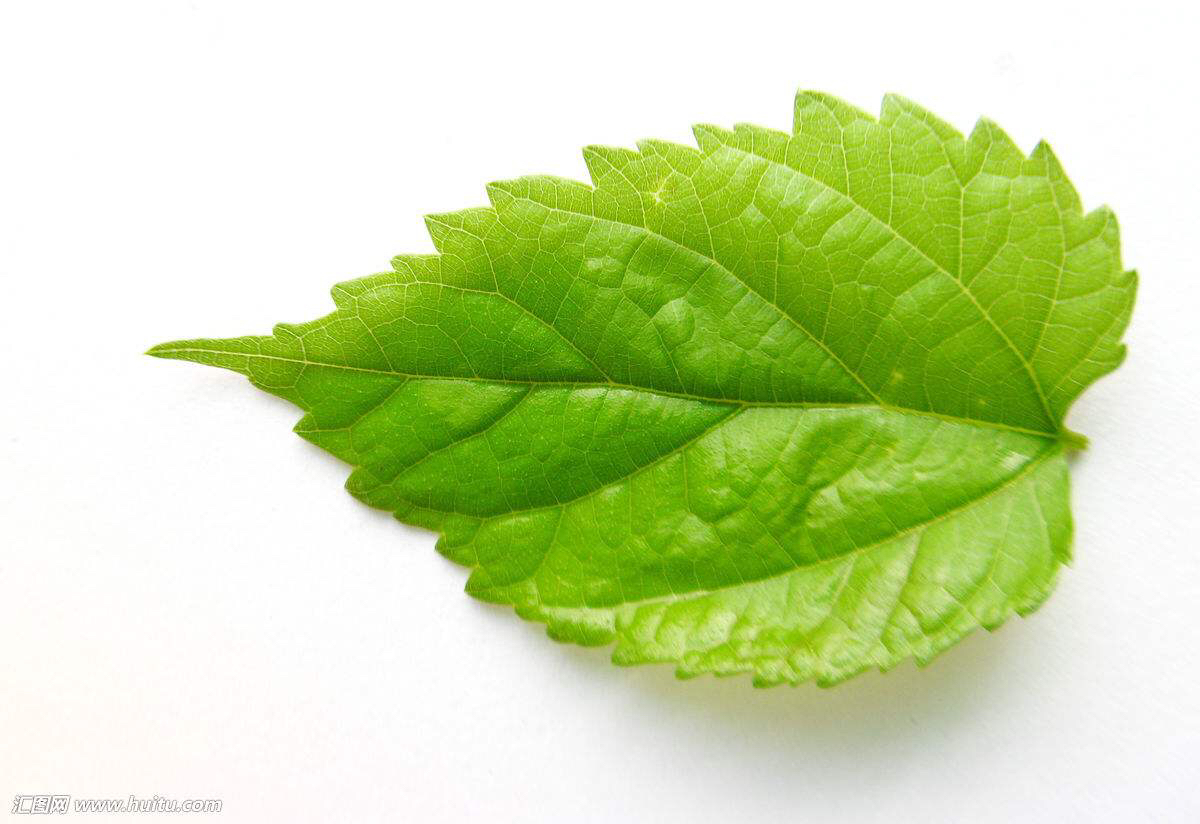 中药材桑叶茶图片,中药材桑叶辨识