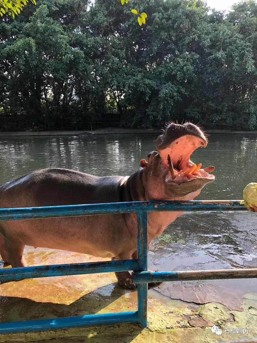 骞垮窞闀块殕椋為笩涔愬洯绁ㄤ环,闀块殕椋為笩涔愬洯灏忓绁ㄤ环