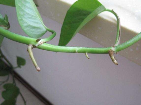 绿萝只有气根没有叶子可以扦插吗,绿萝怎样才能让叶子长得更旺盛