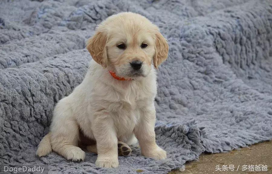 犬舍买狗需要注意什么问题和细节,买幼犬要注意哪些