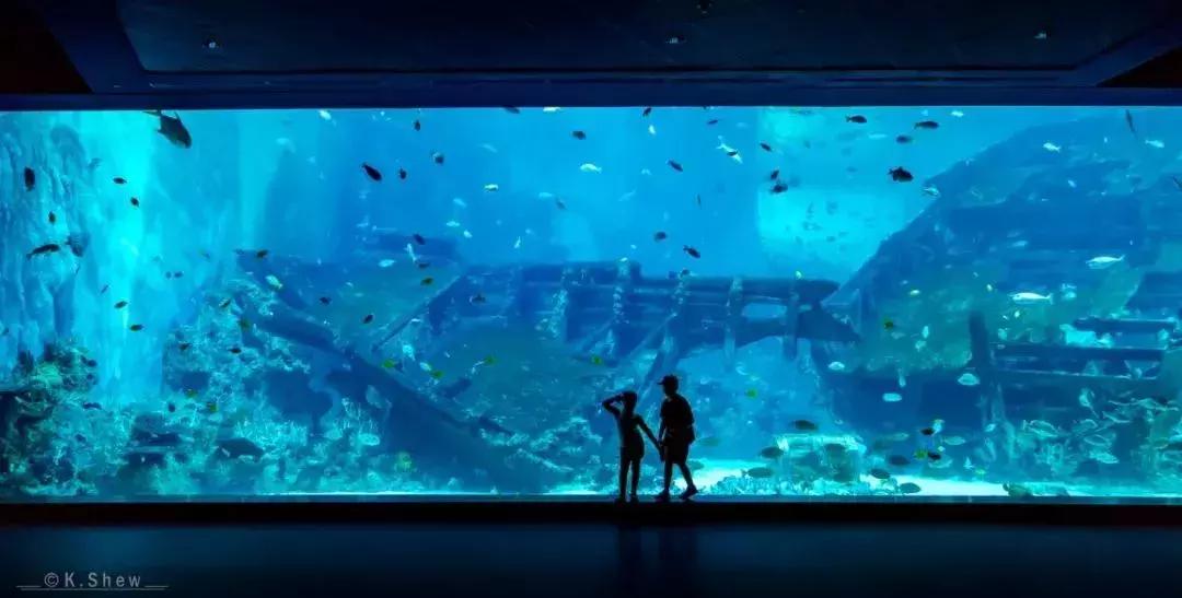 “锦鲤”信小呆的经历,中国锦鲤信小呆环游世界2年归来