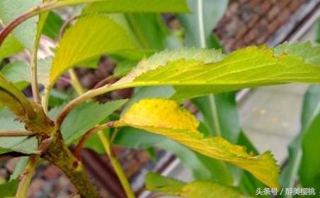 大樱桃黄化病怎么治,大樱桃黄叶病怎么防治