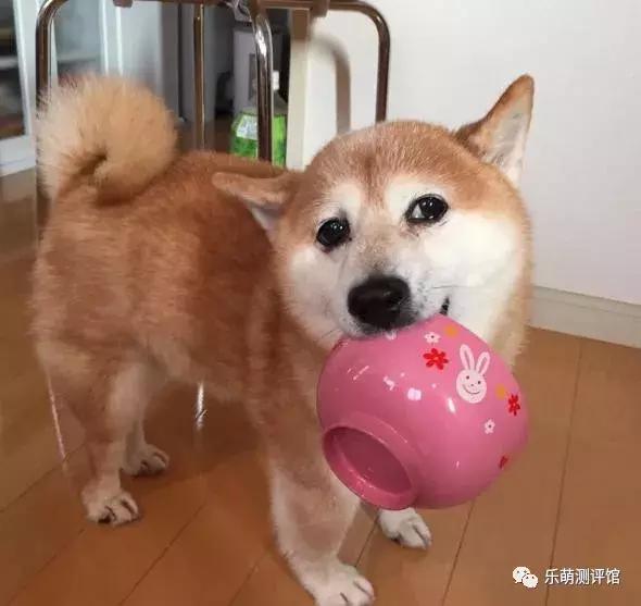 狗狗宠物冻干粮,宠物狗冻干粮