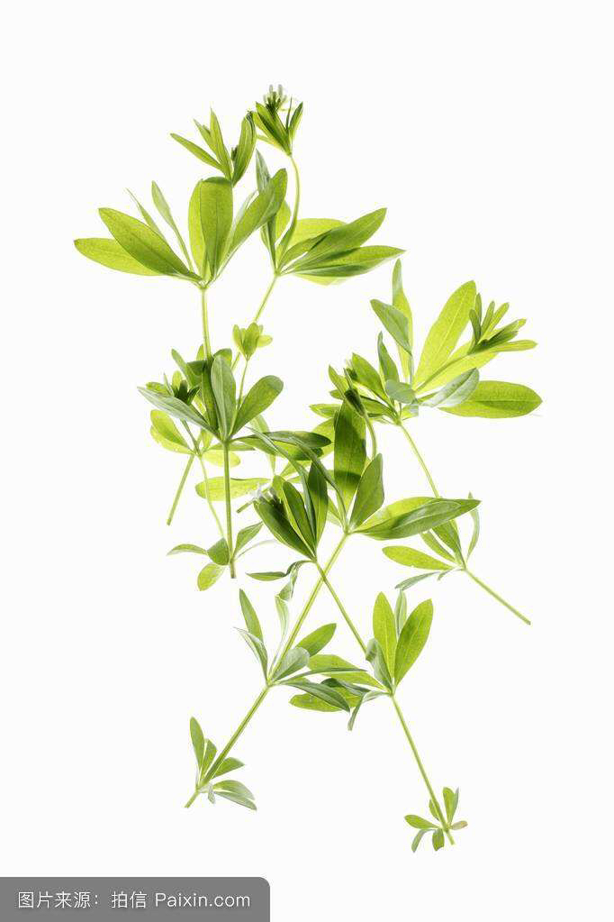 中药材茜草种植方法,中药材茜草视频