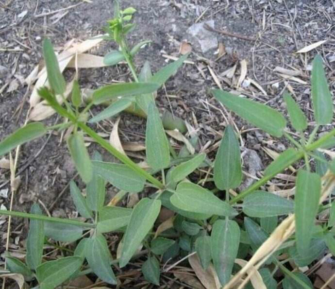 中药材茜草种植方法,中药材茜草视频