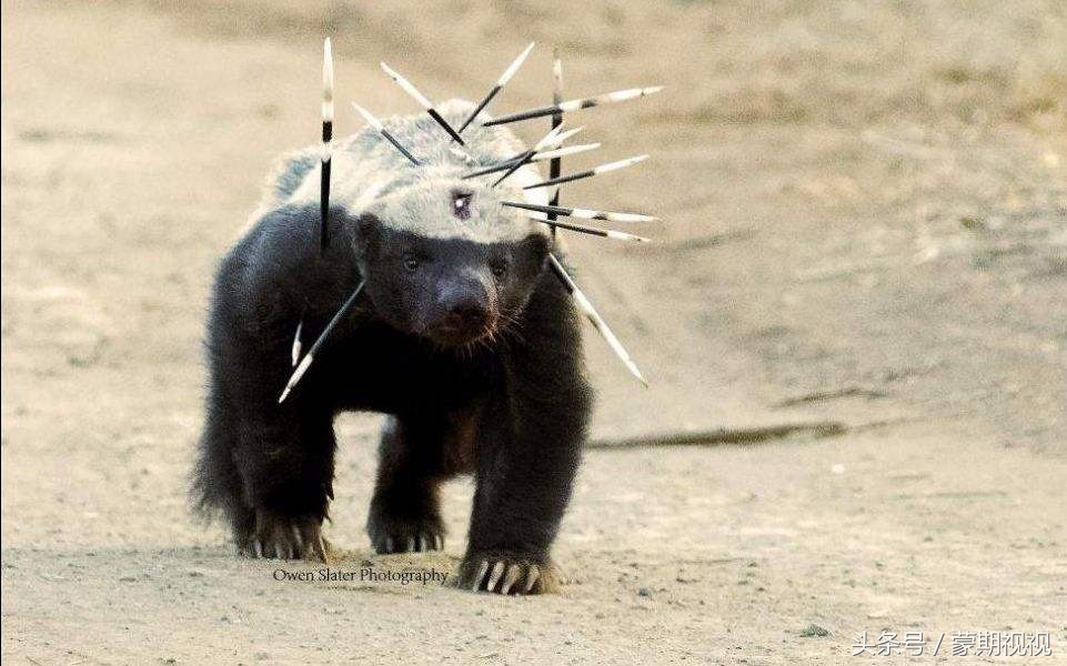 无所畏惧的蜜獾,无所畏惧的蜜獾自然传奇