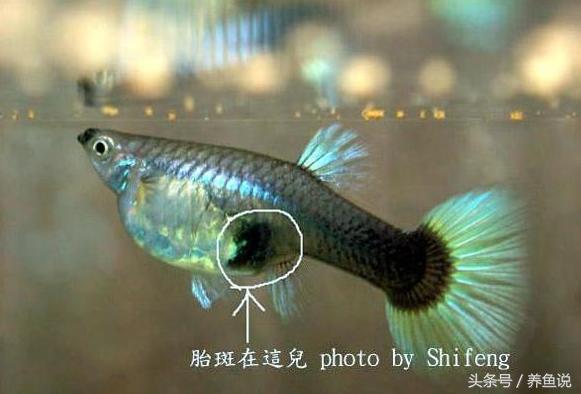 孔雀鱼怀孕一直不生怎么办,孔雀鱼怀孕了怎么快速催产