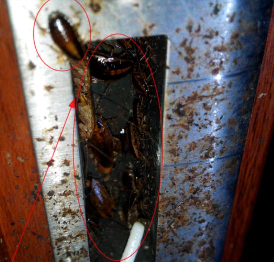 家里有蟑螂怎样驱蟑螂小妙招,家里有蟑螂怎么办蟑螂要怎样灭