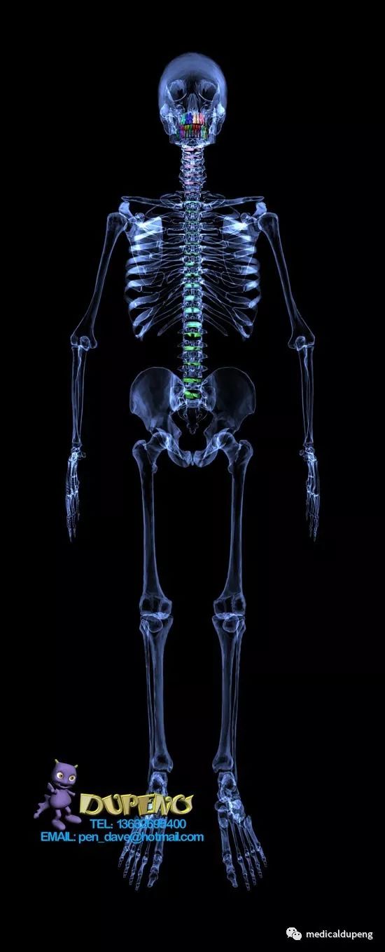 医学插画插图,医学插画sci