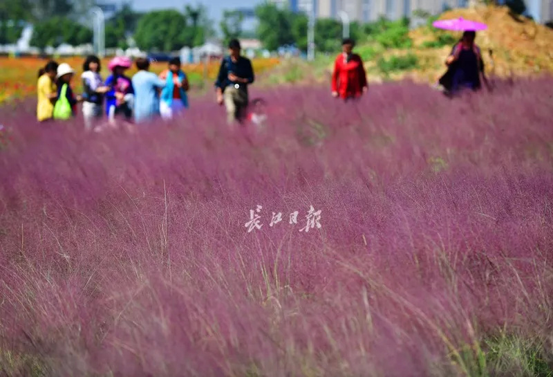 全网最火的粉黛乱子草,粉黛乱子草抖音