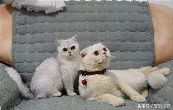 刘二豆和瓜子为什么不能经常更新,刘二豆和瓜子的名字是从哪里来的