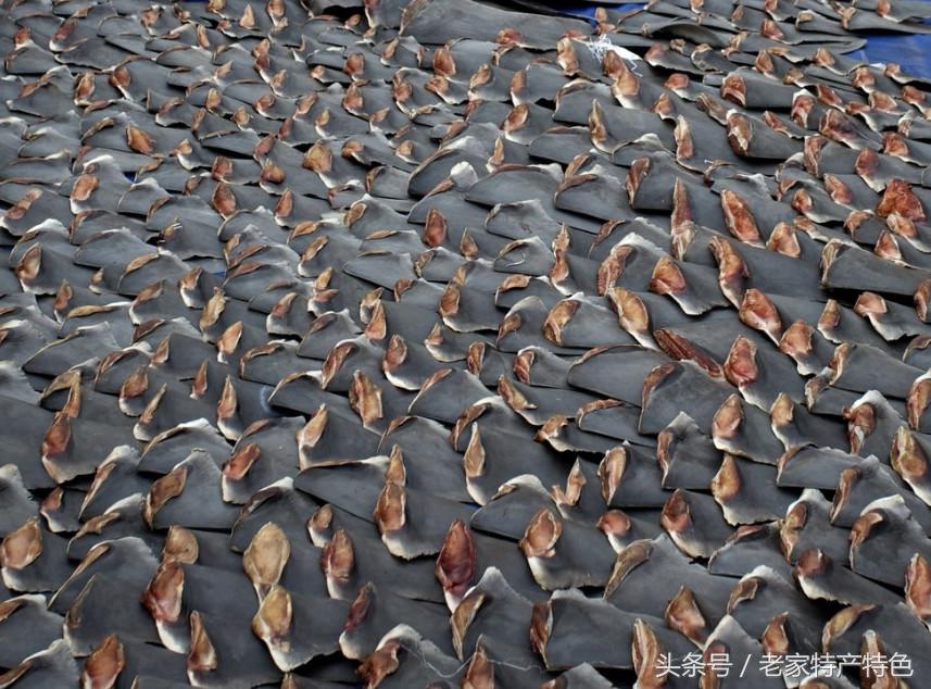 鱼翅的营养与骨头差不多,鱼翅的营养比不过一个鸡蛋吗