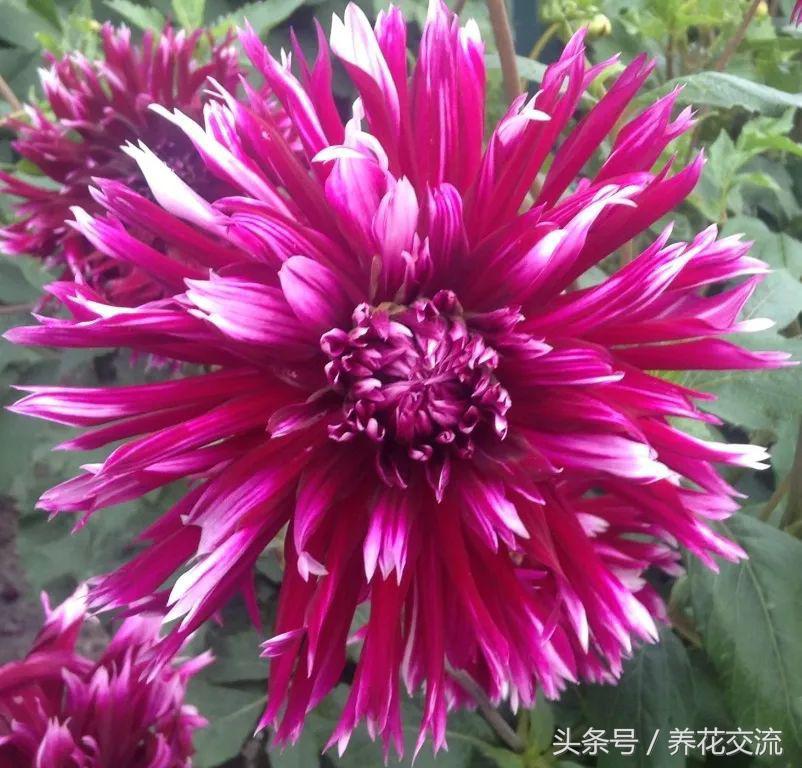 大丽花冬季养护方法,大丽花用什么土养最好