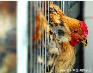 「养殖技术」鸡为什么啄肛、啄羽、啄蛋？啄癖怎样防制？