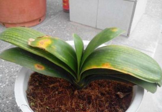 盆栽花卉枯死的补救办法,花卉救活药