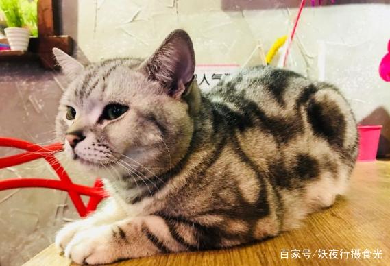 国内最好的猫咪咖啡厅,猫咪咖啡馆有几家