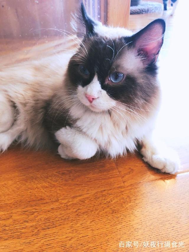 国内最好的猫咪咖啡厅,猫咪咖啡馆有几家