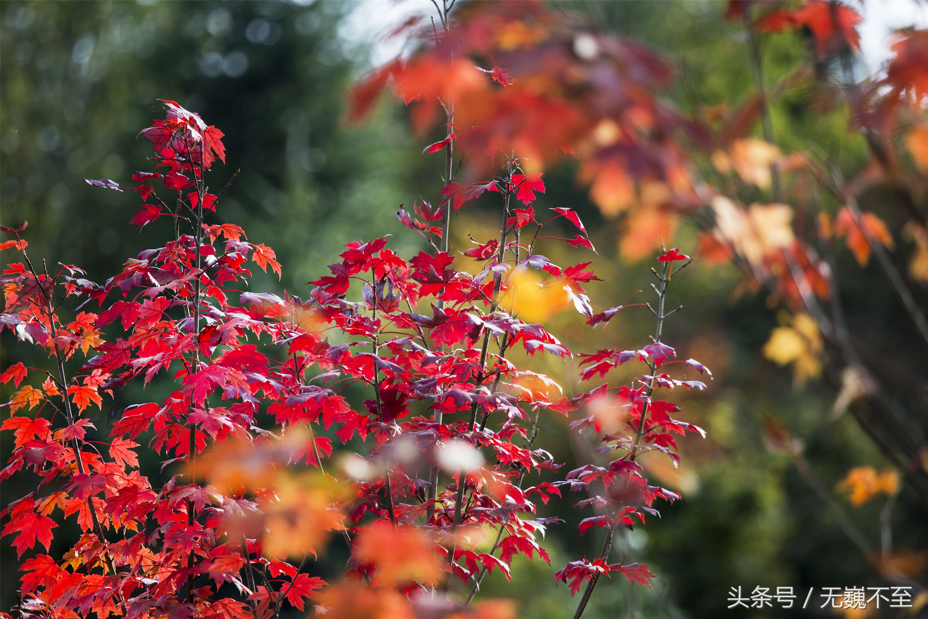 川西红枫岭赏红叶美景,成都红枫岭