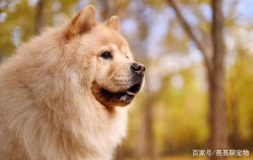 松狮幼犬吃什么比较好养活,松狮幼犬怎么喂养方法图解