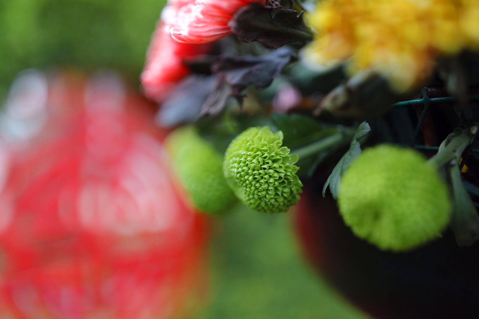 开封清明上河园龙亭两日游,自由行说走就走的旅行开封赏菊
