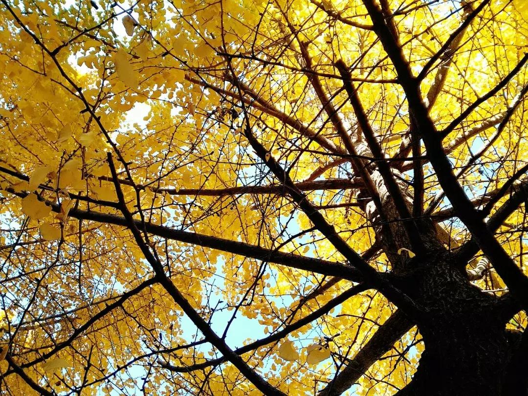 南京汤山温泉天气,汤山风景区秋天