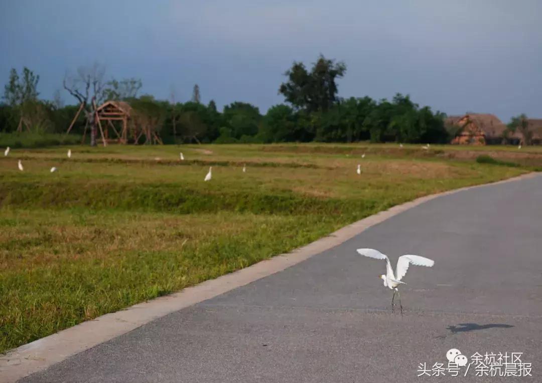 9090000㎡！余杭新增一大型公园，1299个足球场大！