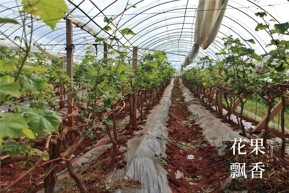 阳光玫瑰价格暴跌什么原因,阳光玫瑰市场价多少钱一公斤