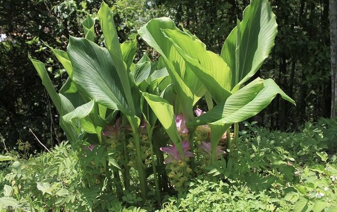 中药材莪术功效作用,中药材莪术哪产的好